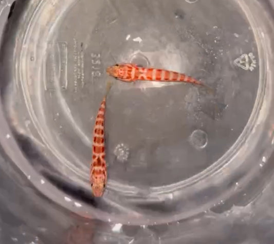 Red Spotted Sandperch | Parapercis schauinslandii