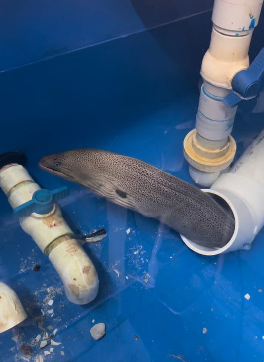 Giant Common Moray Eel (36")