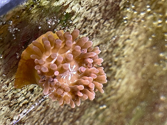 Rose Bubble Tip Anemone (RBTA)-3-4"