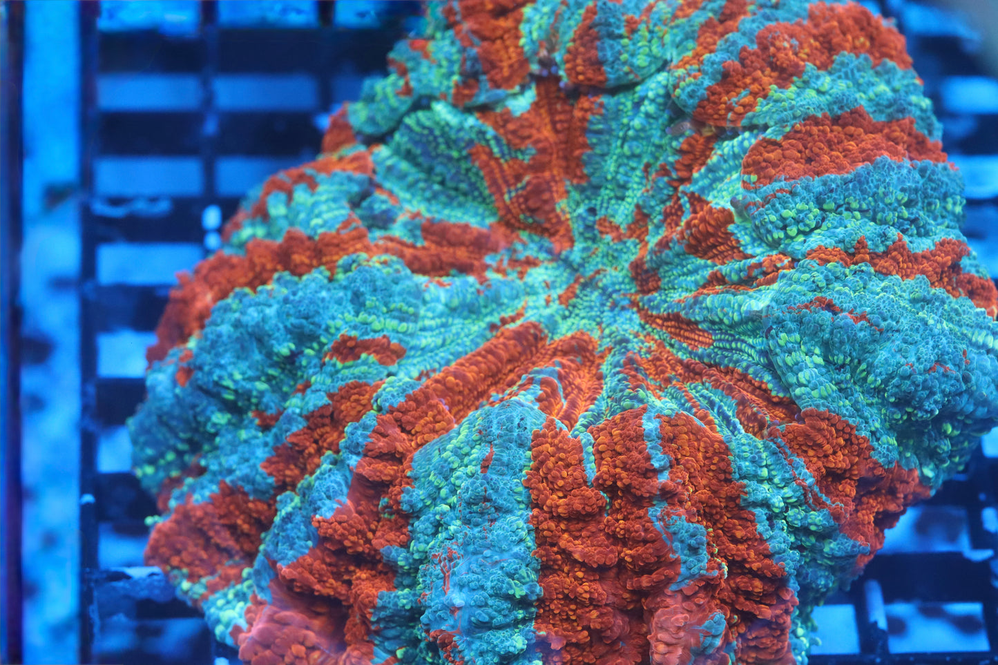 Glitter Acantho (C181)