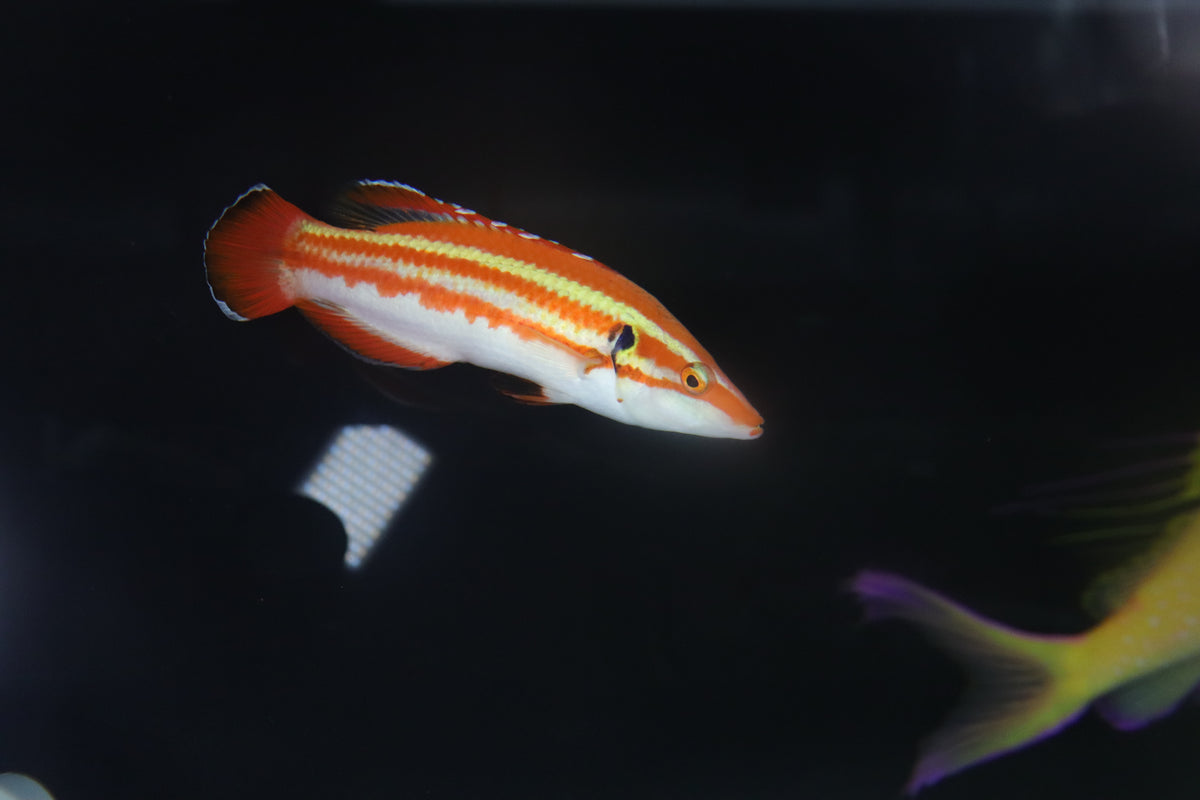 Bodianus Masudai 4"
