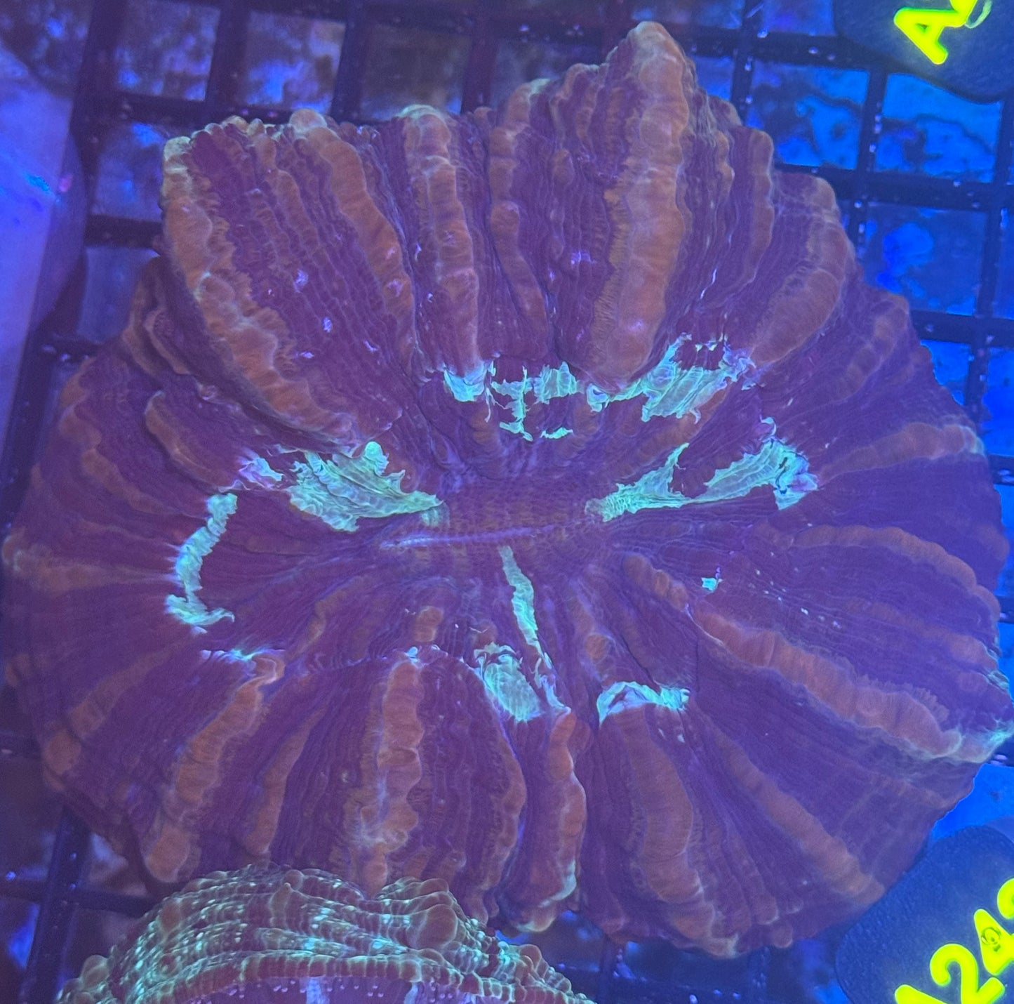 Acantho (A242) WYSIWYG