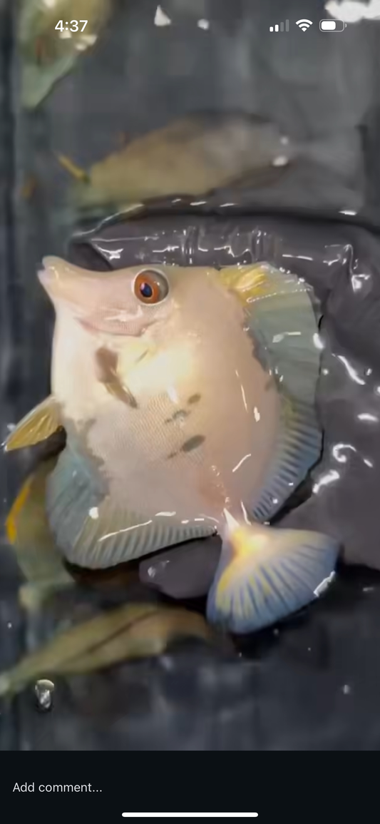 Koi tang - wysiwyg