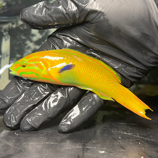 Banana Wrasse Male  4-5”