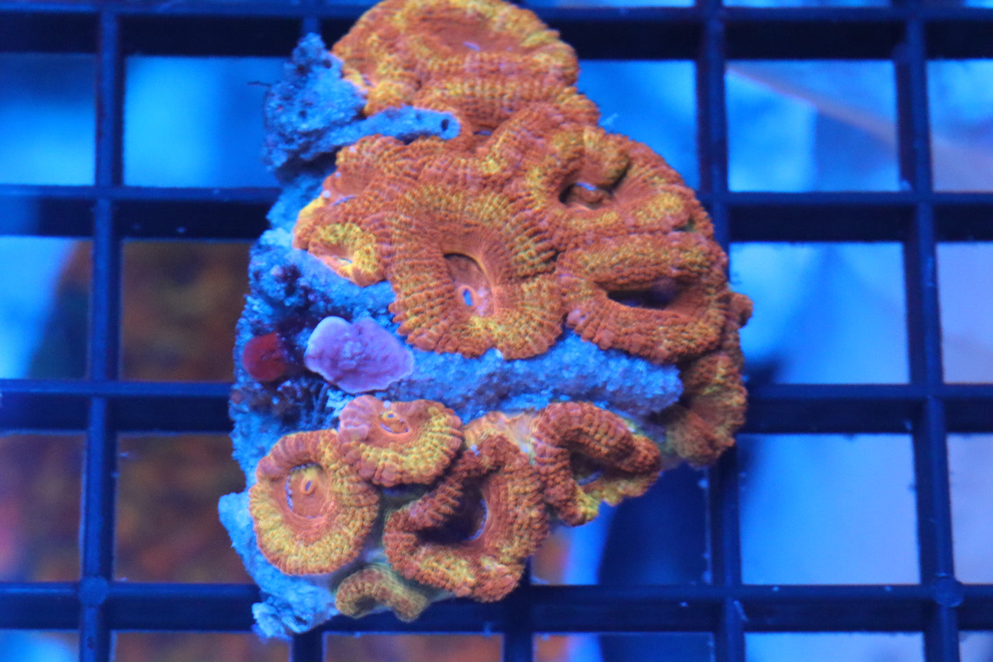 Micromussa Lord Mini Colony (W)