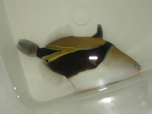 Australian Rectangular Triggerfish-4"