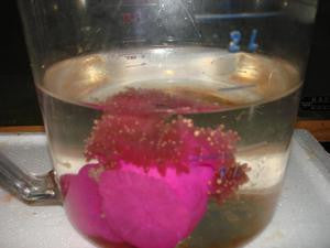 Pink Tipped Anemone