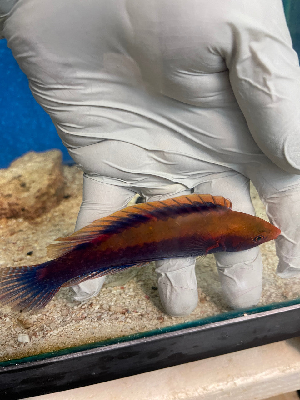 Beau's Fairy Wrasse Male|Cirrhilabrus beauperryi  4" super male