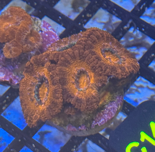 Micromusa Frag (C146) WYSIWYG