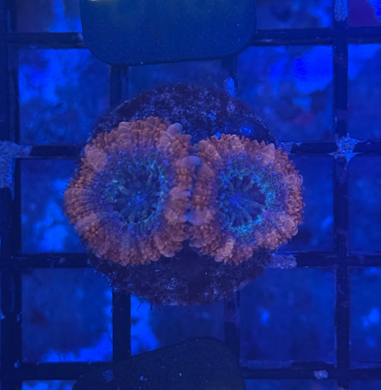 Acan (B119)  WYSIWYG