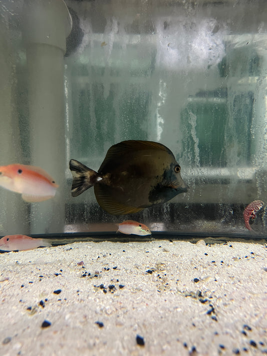 Aberrant koi tang - wysiwyg