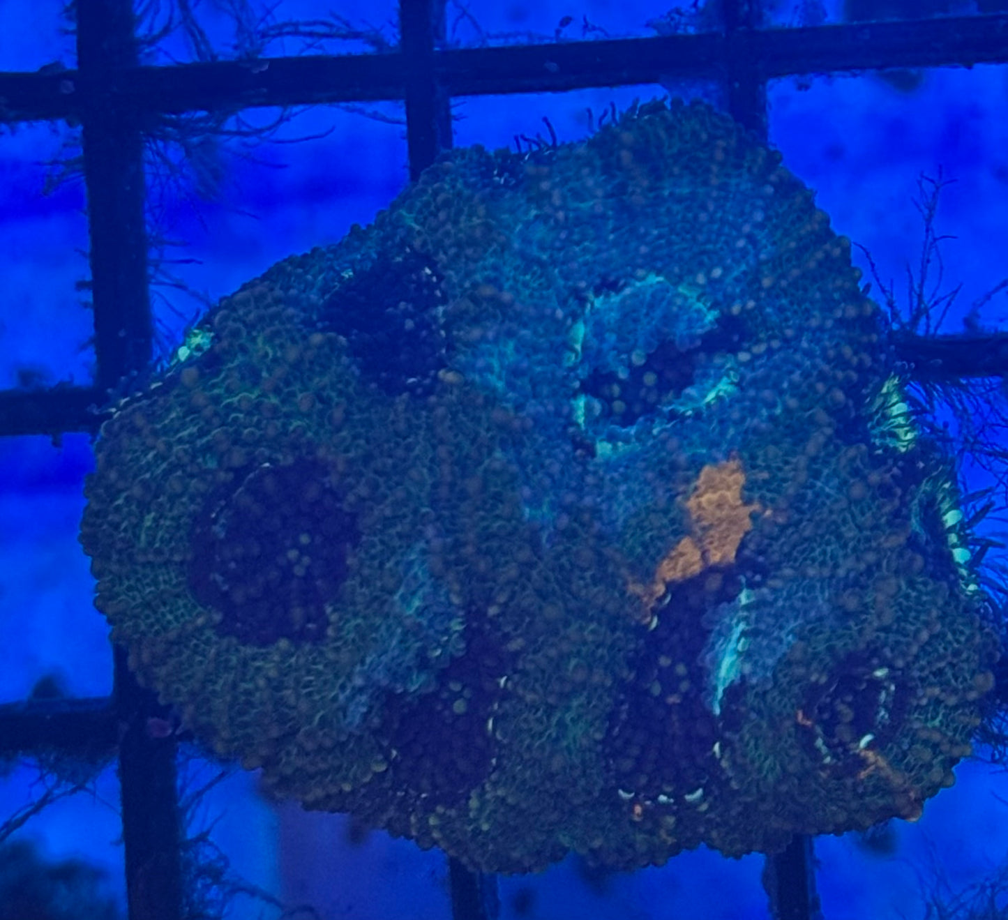 Echinada (B246)