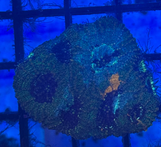 Echinada (B246)
