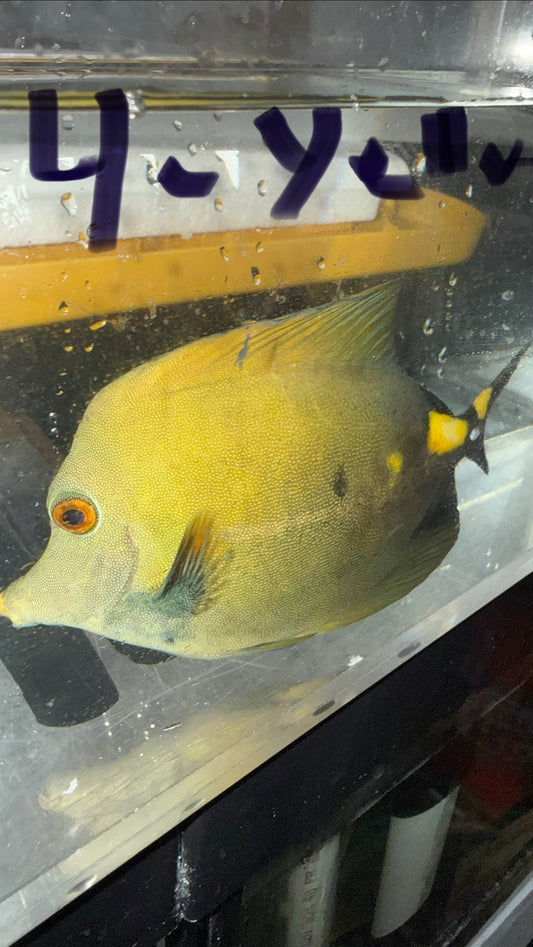 Koi Scopas Tang (yellow tail) WYSIWYG #4