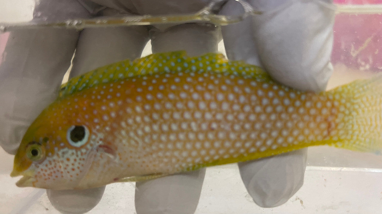 Kuiter's Leopard Wrasse (Macropharyngodon kuiteri) 3-4"