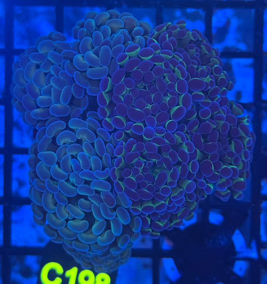 Hologram Hammer Colony (C198)