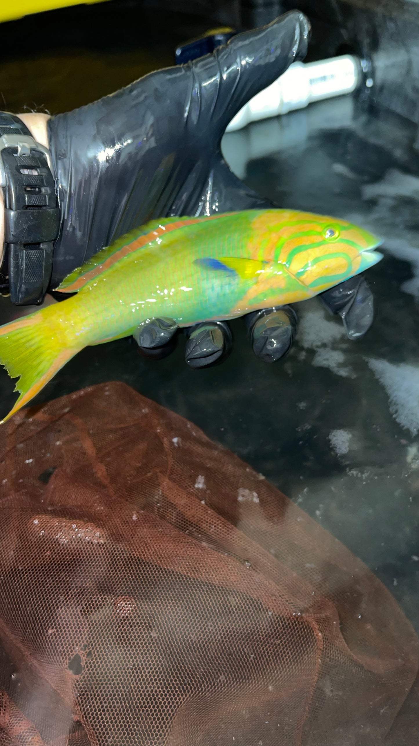 Banana Wrasse-10" Australia