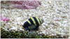 Bumble Bee Snail (group of 100)