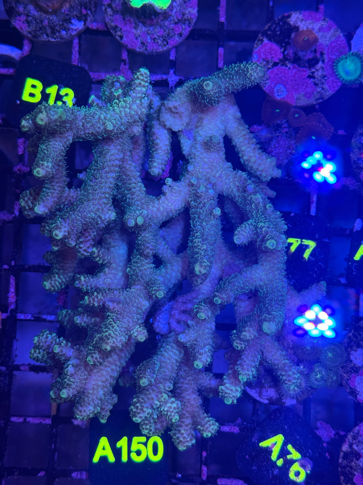 Acropora colony (A150)