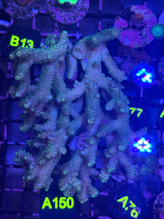 Acropora colony (A150)