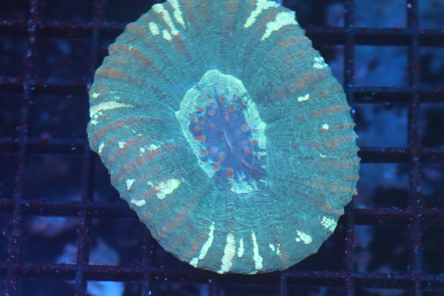 Aussie Green Scoly (D42)