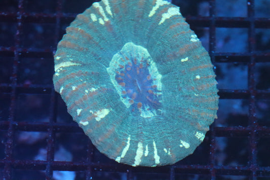 Aussie Green Scoly (D42)