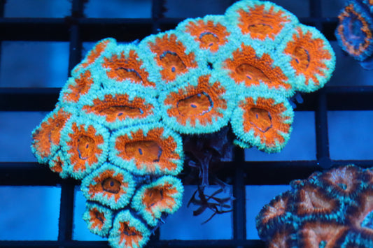 Micromussa Lord Colony (R)