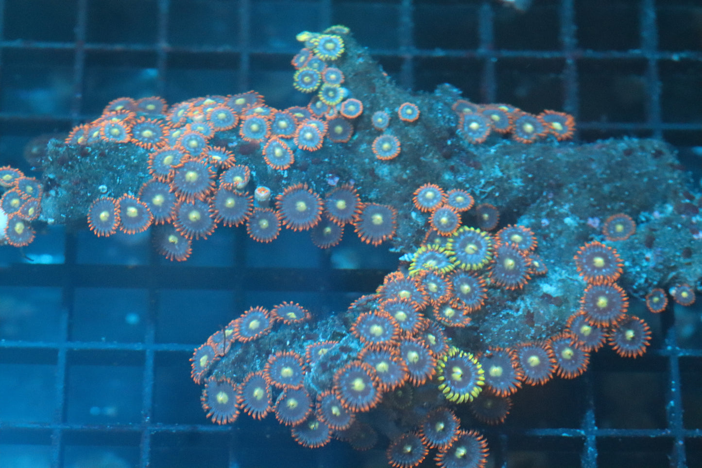 Zoa Colony on Live Rock (B7)