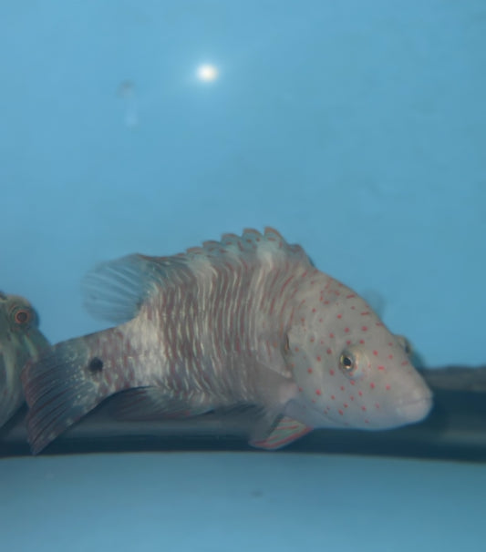Broomtail Wrasse (Red Sea) |  Cheilinus lunulatus  (4-5")