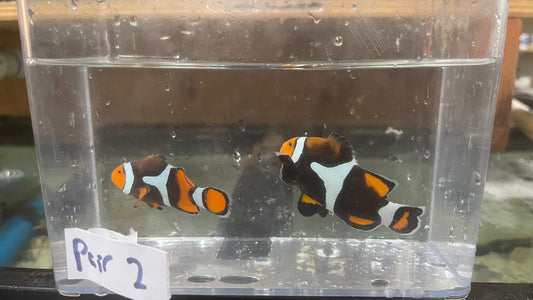 Pair True Percula Clownfish-super black PNG-PAIR 2