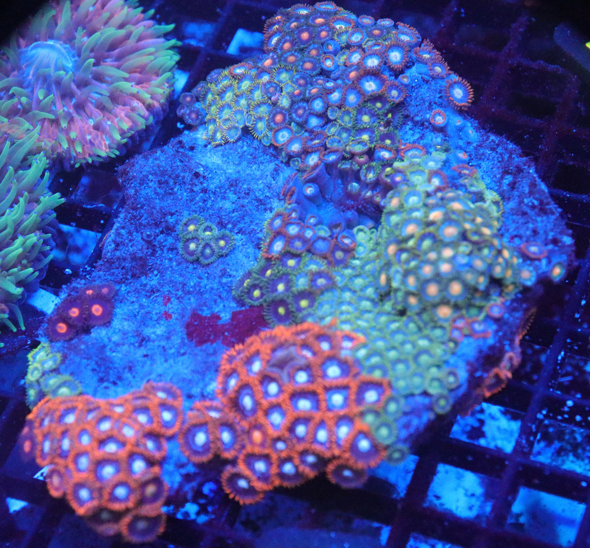 Zoanthid Combo Rock (D78)