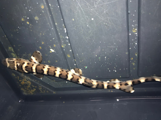 True Western Australia Marble Cat Shark (12")