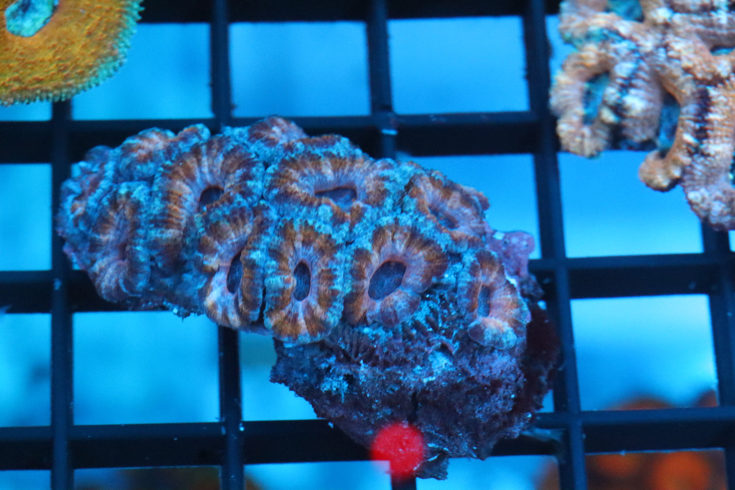Micromussa Lord Colony (U)