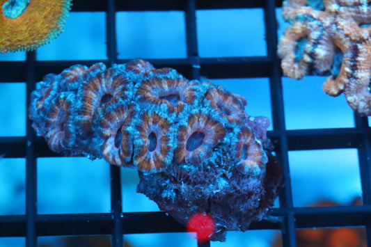 Micromussa Lord Colony (U)