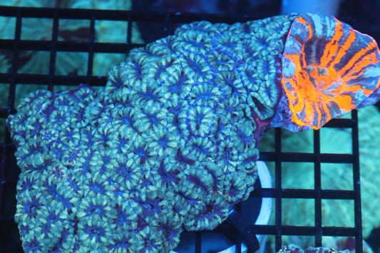 Micromussa Lord Colony w/ Scoly attached (A44)