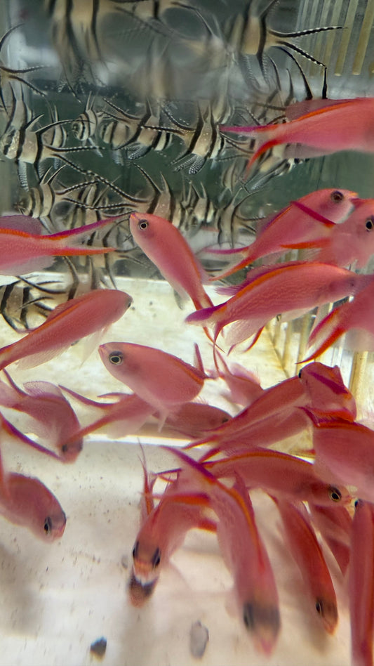 Princess Anthias (Pseudanthias smithvanizi)