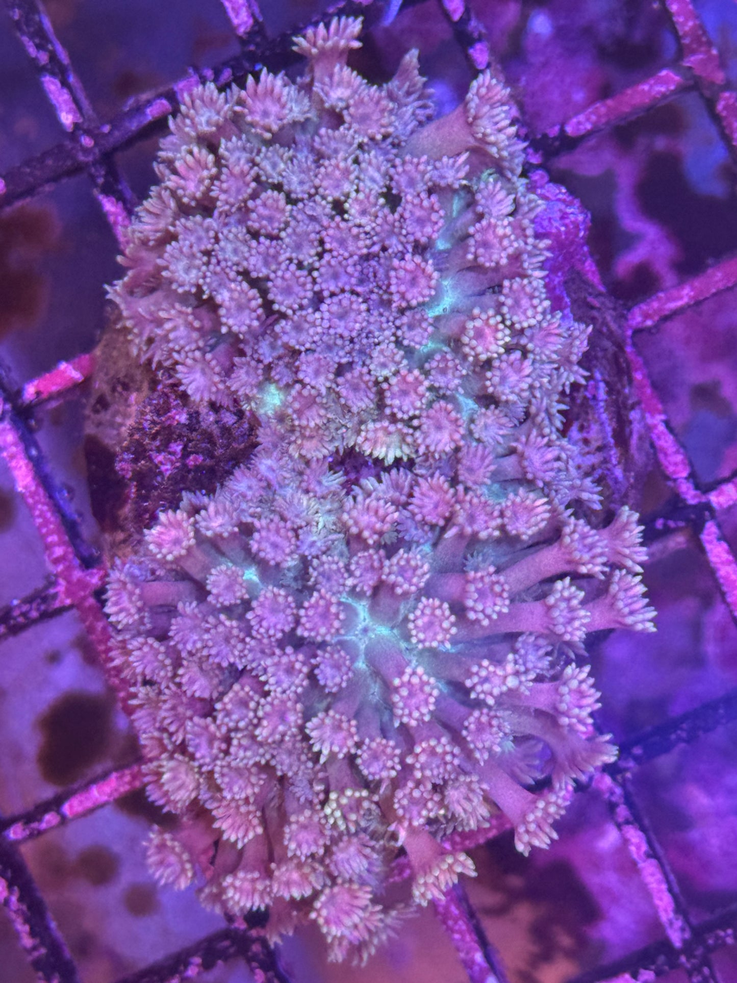 Large Goni colony (C22)