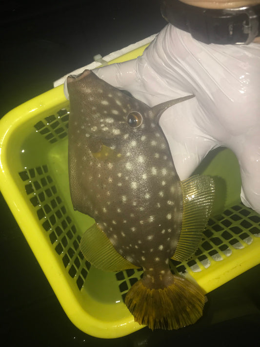 White Spotted Filefish | Cantherhines dumerilii (7-8")