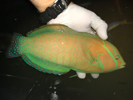 Terminal male Coris  Formosa Wrasse-15”