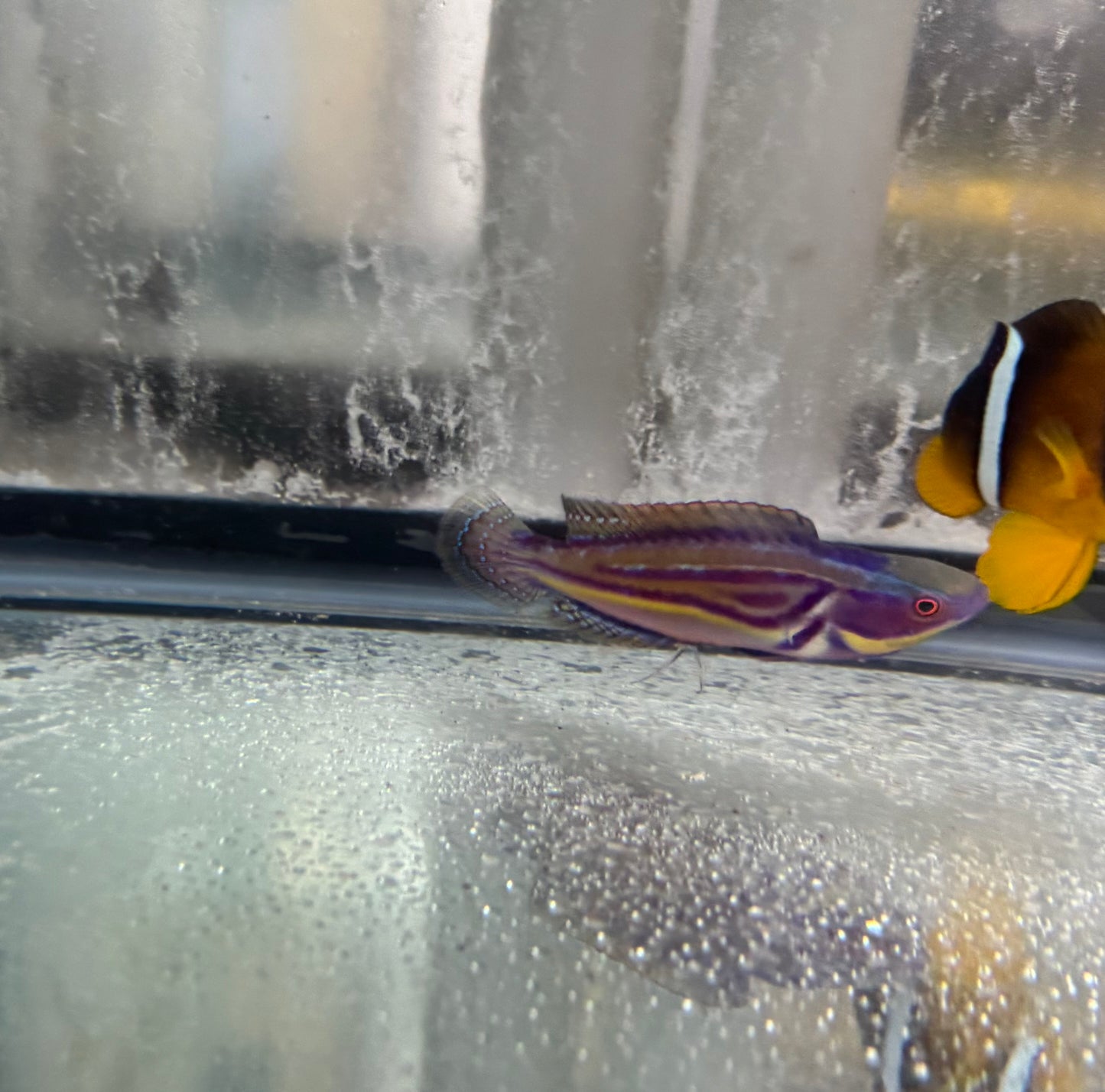 Labouti Wrasse-5” Supermale (WYSWYG #10)