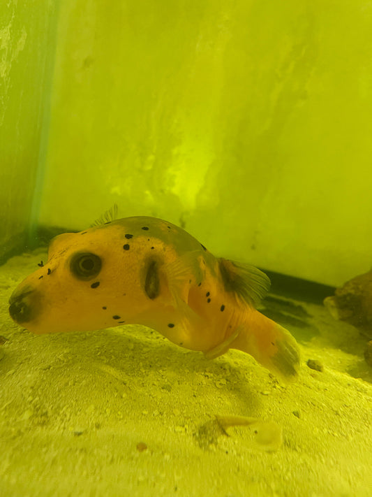 Super Yellow Dogface Puffer (6-7")