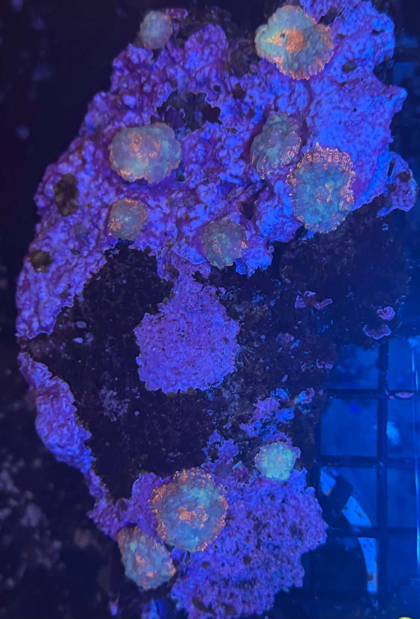 Mushroom Rock Colony 74  WYSIWYG