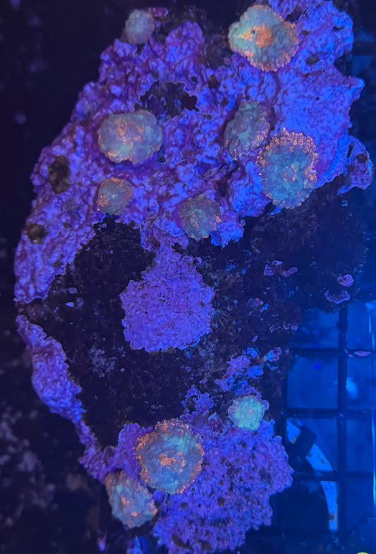 Mushroom Rock Colony 74  WYSIWYG