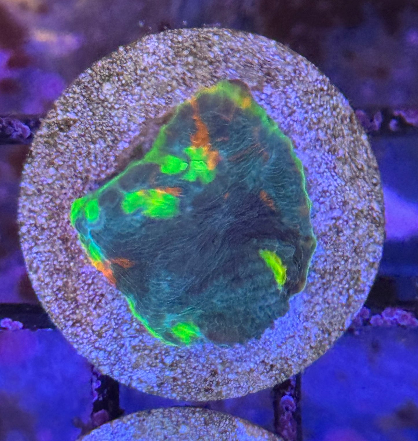 Jellybean Chalice frag (B144)