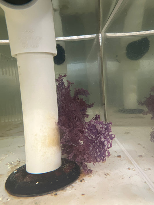Rhinopias Scorpionfish-purple-weedy