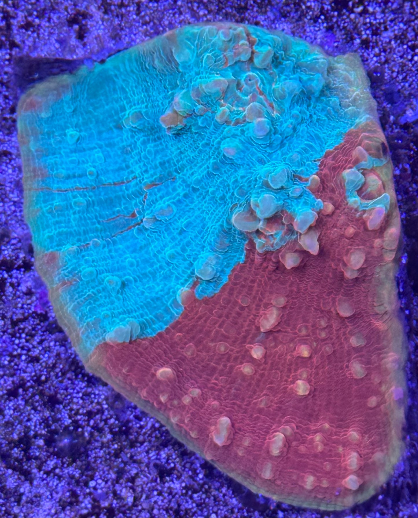 Chalice frag (83)