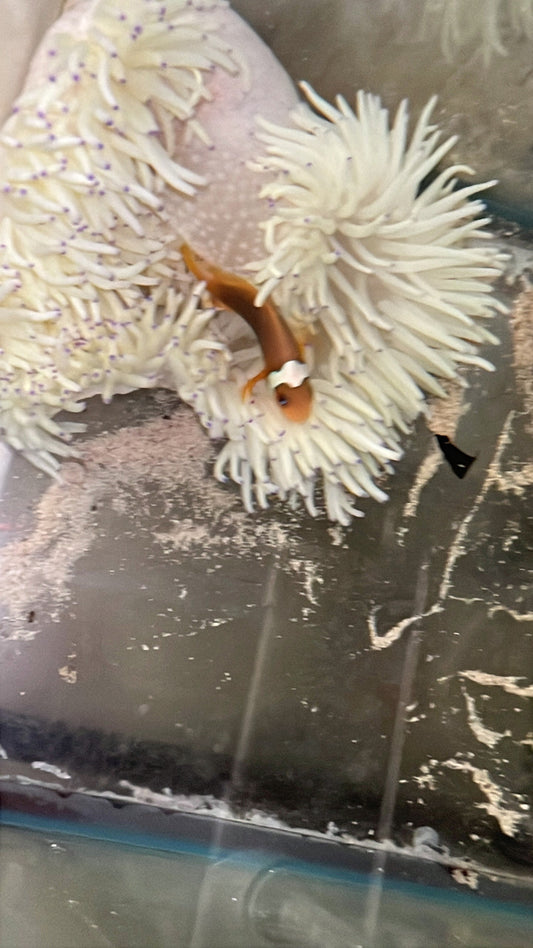WYSIWYG  White Bonnet Clownfish with host Malu Anemone