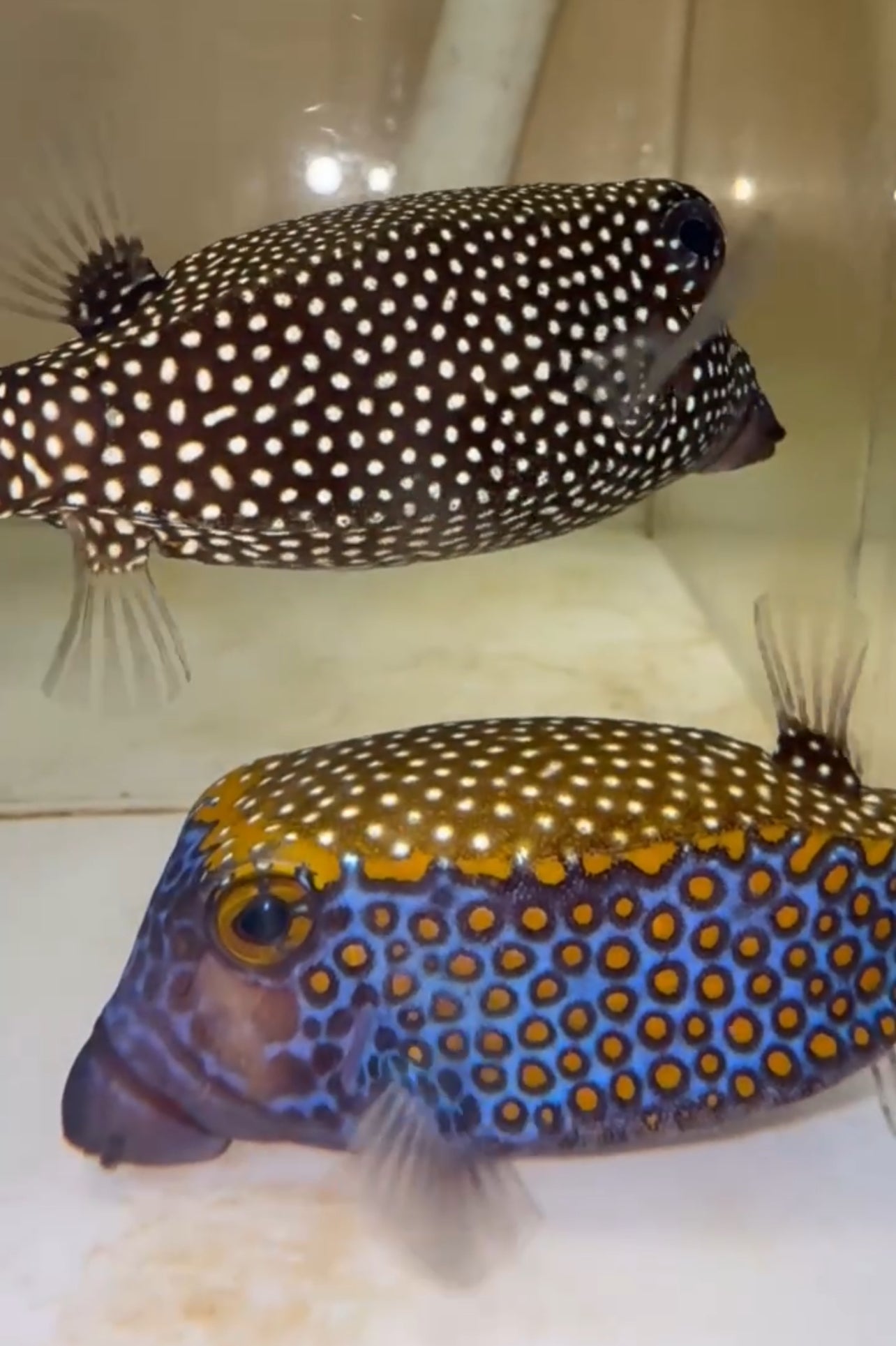 Blue Box Fish Pair – NYAquatic