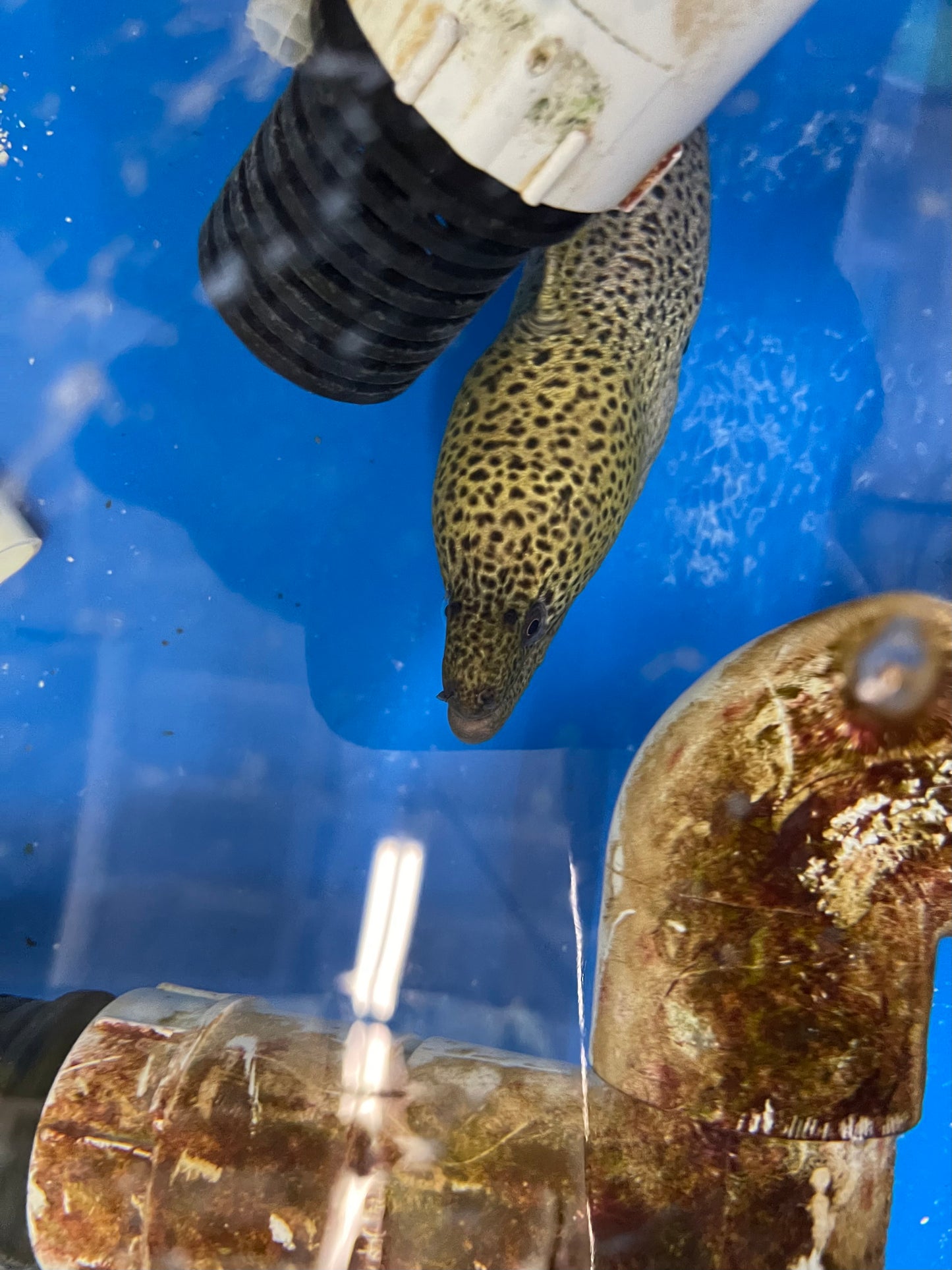 Japanese High Fin Moray (30"+)