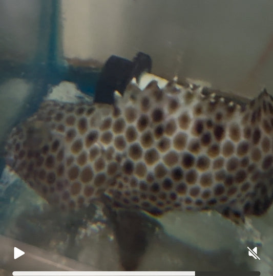 Assorted Honeycomb Grouper |Epinephelus merra	6-8"